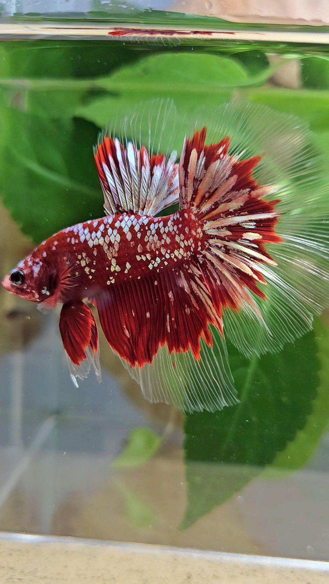 LUXURY HALFMOON RED GOLD GALAXY RGG BETTA FISH