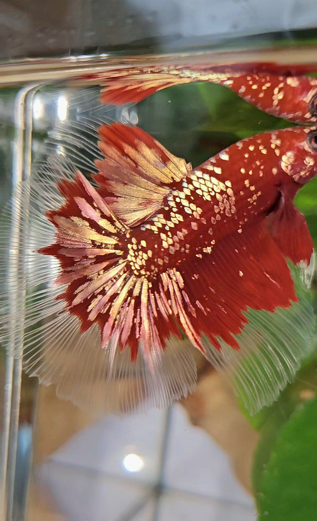 LUXURY HALFMOON RED GOLD GALAXY RGG BETTA FISH