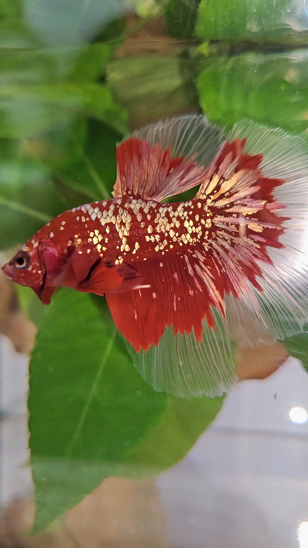 LUXURY HALFMOON RED GOLD GALAXY RGG BETTA FISH