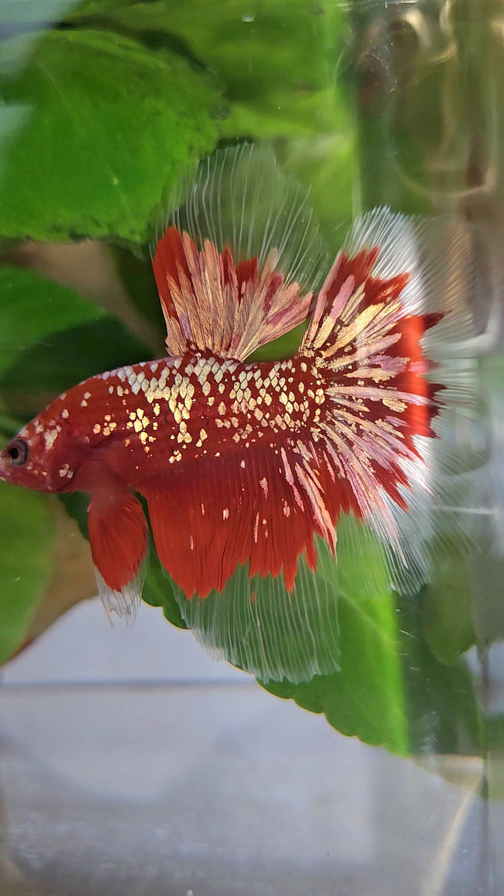 LUXURY HALFMOON RED GOLD GALAXY RGG BETTA FISH
