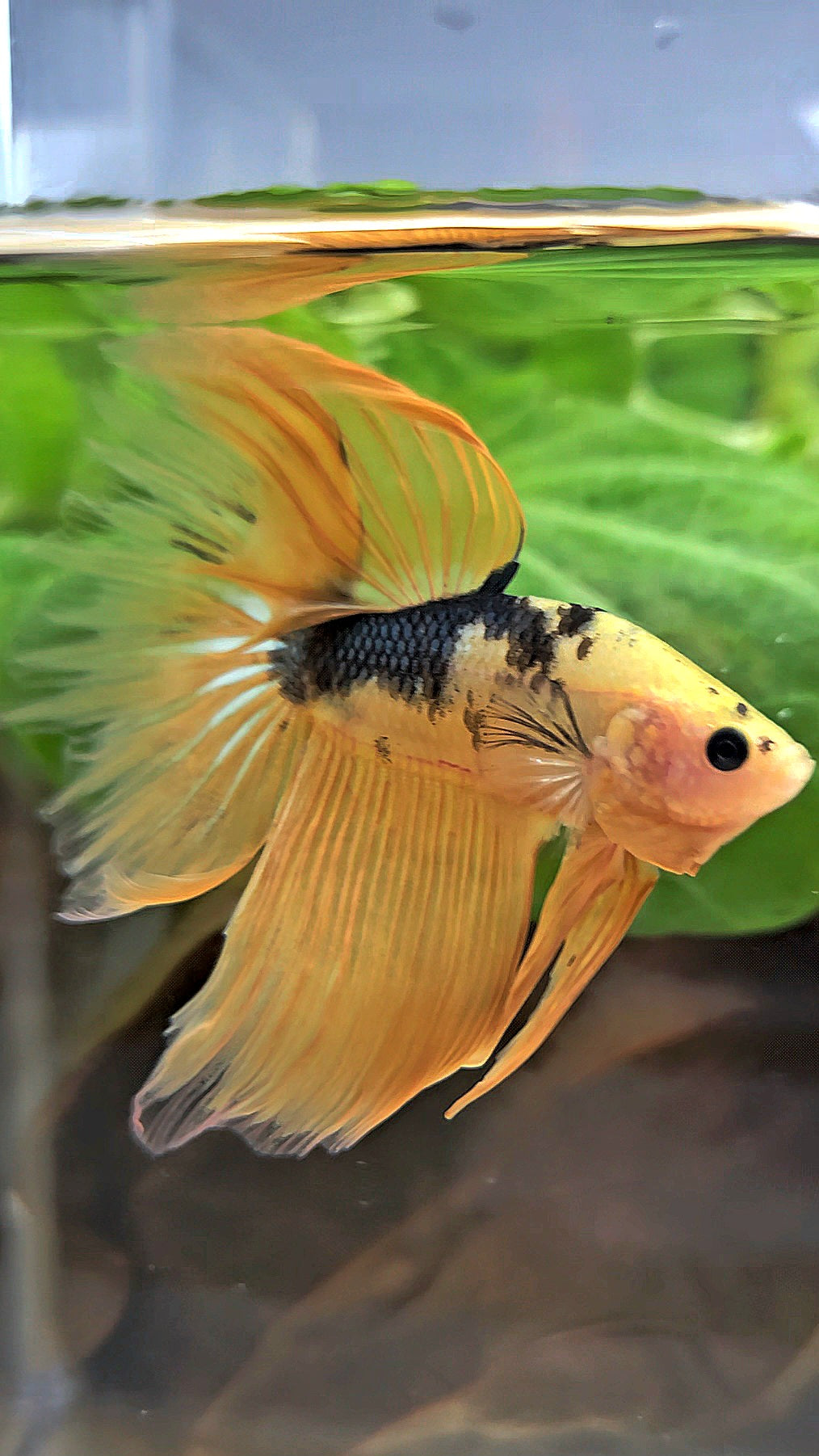 HALFMOON YELLOW COPPER FANCY HELLBOY BETTA FISH