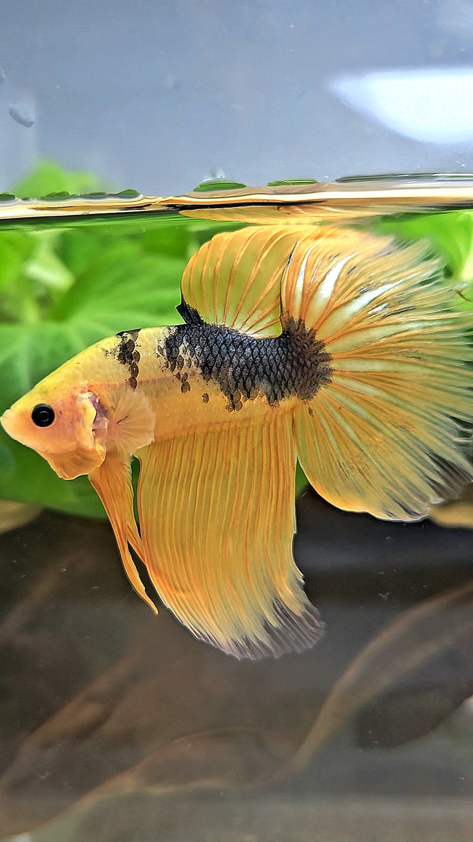HALFMOON YELLOW COPPER FANCY HELLBOY BETTA FISH
