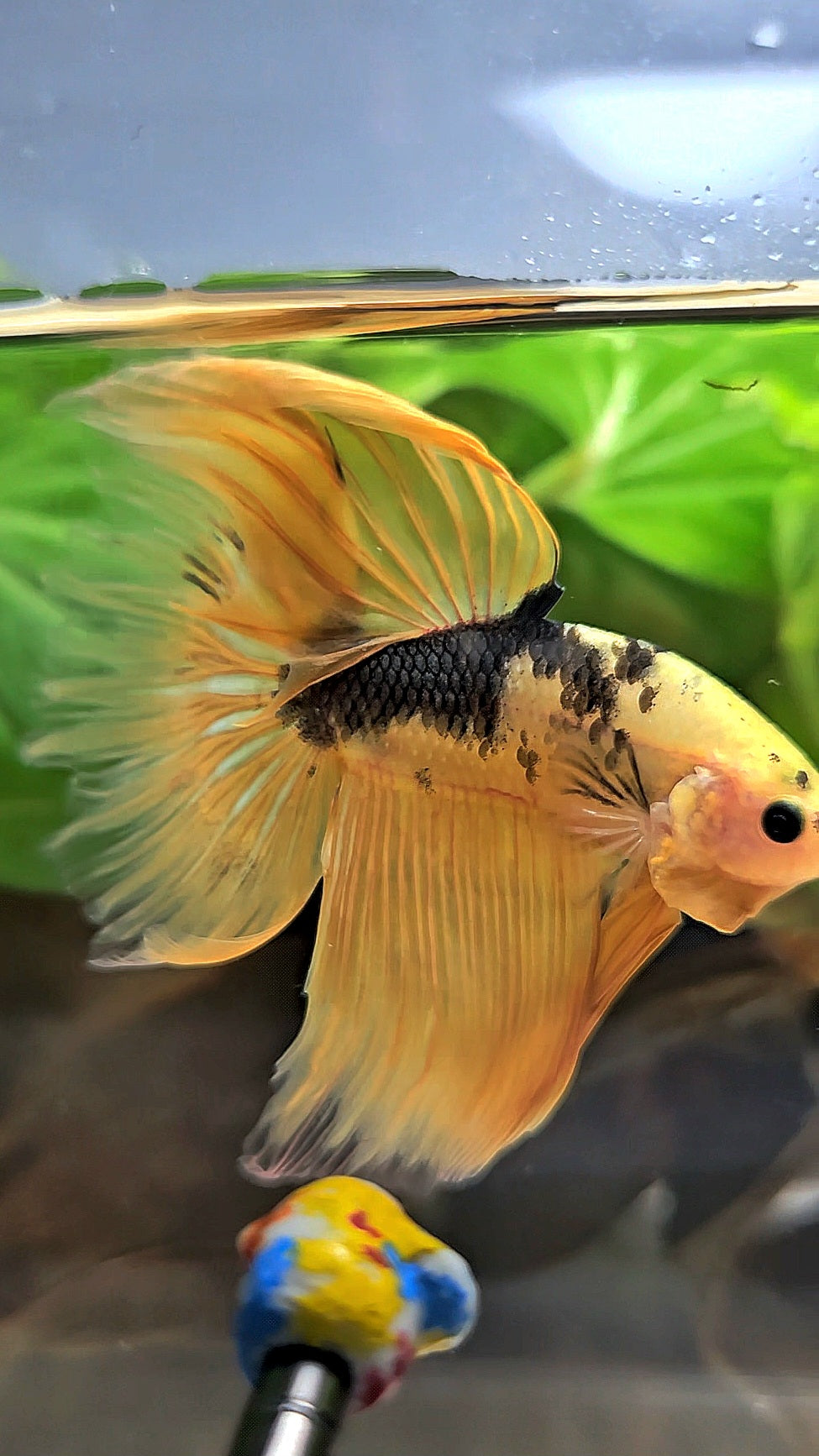 HALFMOON YELLOW COPPER FANCY HELLBOY BETTA FISH