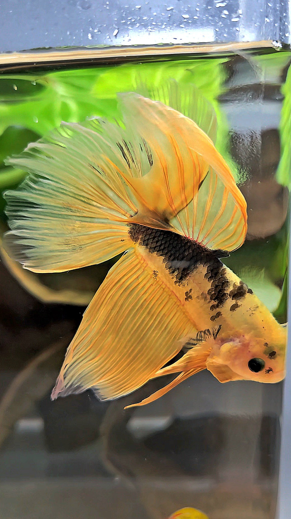 HALFMOON YELLOW COPPER FANCY HELLBOY BETTA FISH