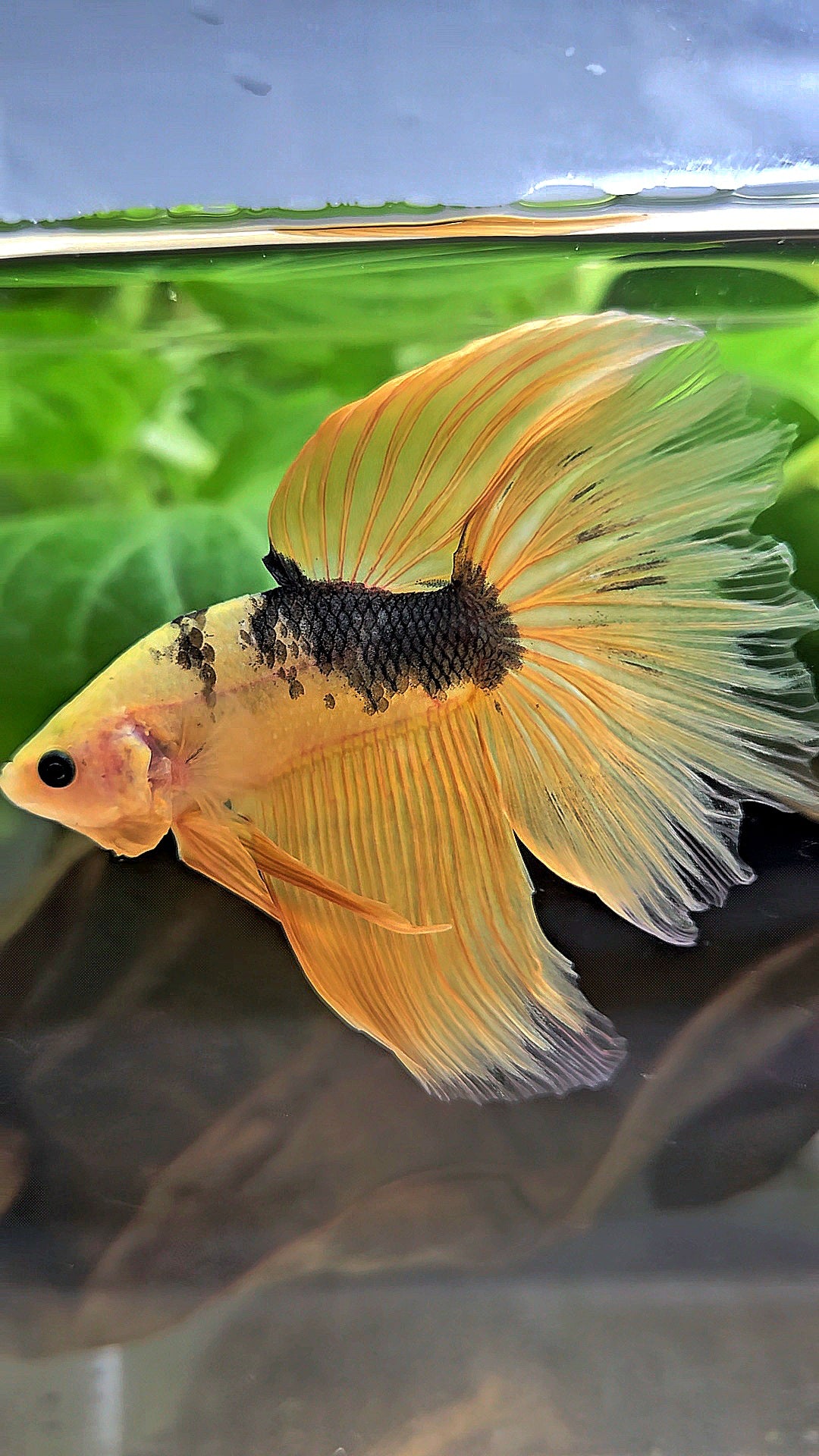 HALFMOON YELLOW COPPER FANCY HELLBOY BETTA FISH