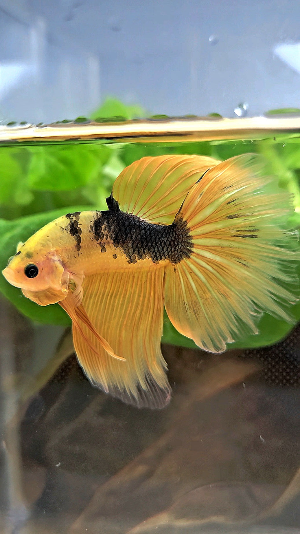 HALFMOON YELLOW COPPER FANCY HELLBOY BETTA FISH