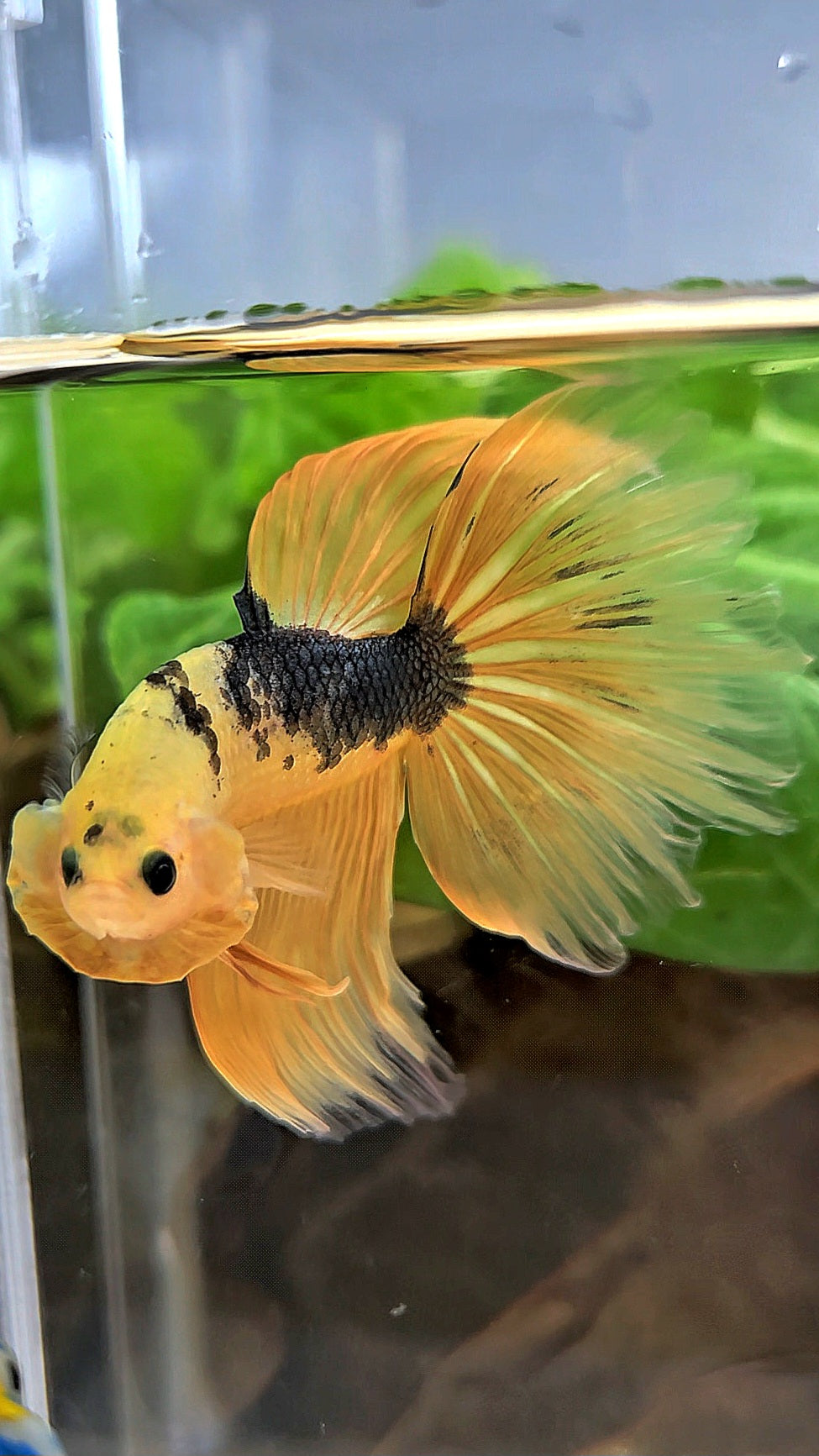 HALFMOON YELLOW COPPER FANCY HELLBOY BETTA FISH