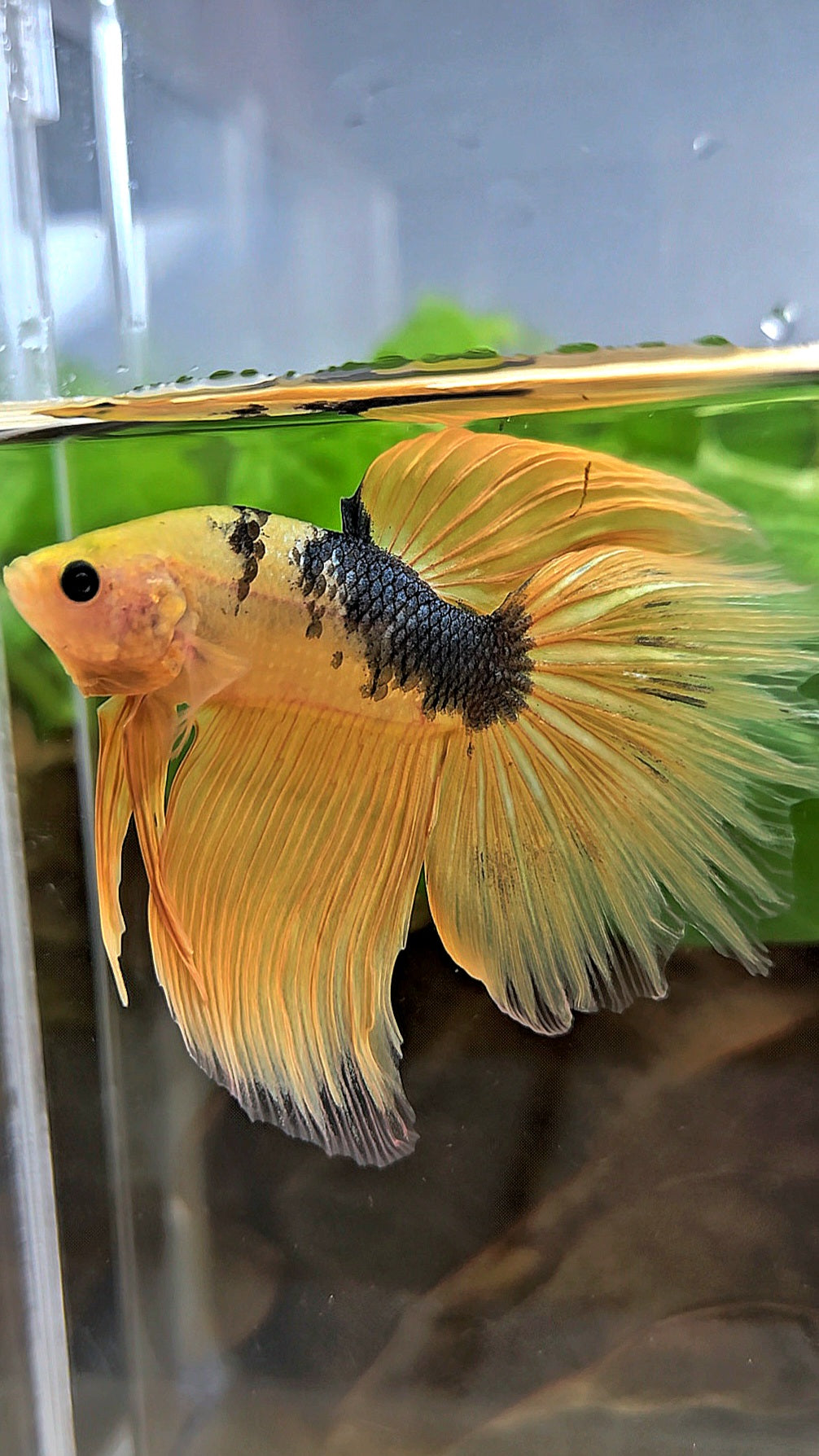 HALFMOON YELLOW COPPER FANCY HELLBOY BETTA FISH