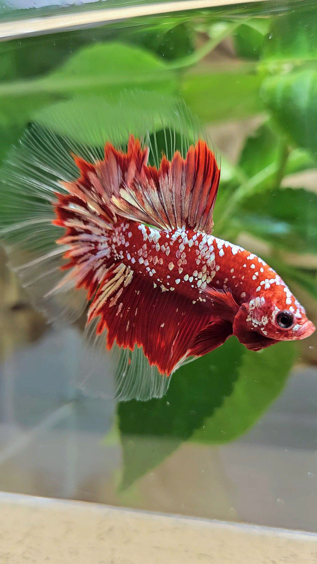 LUXURY HALFMOON RED GOLD GALAXY RGG BETTA FISH