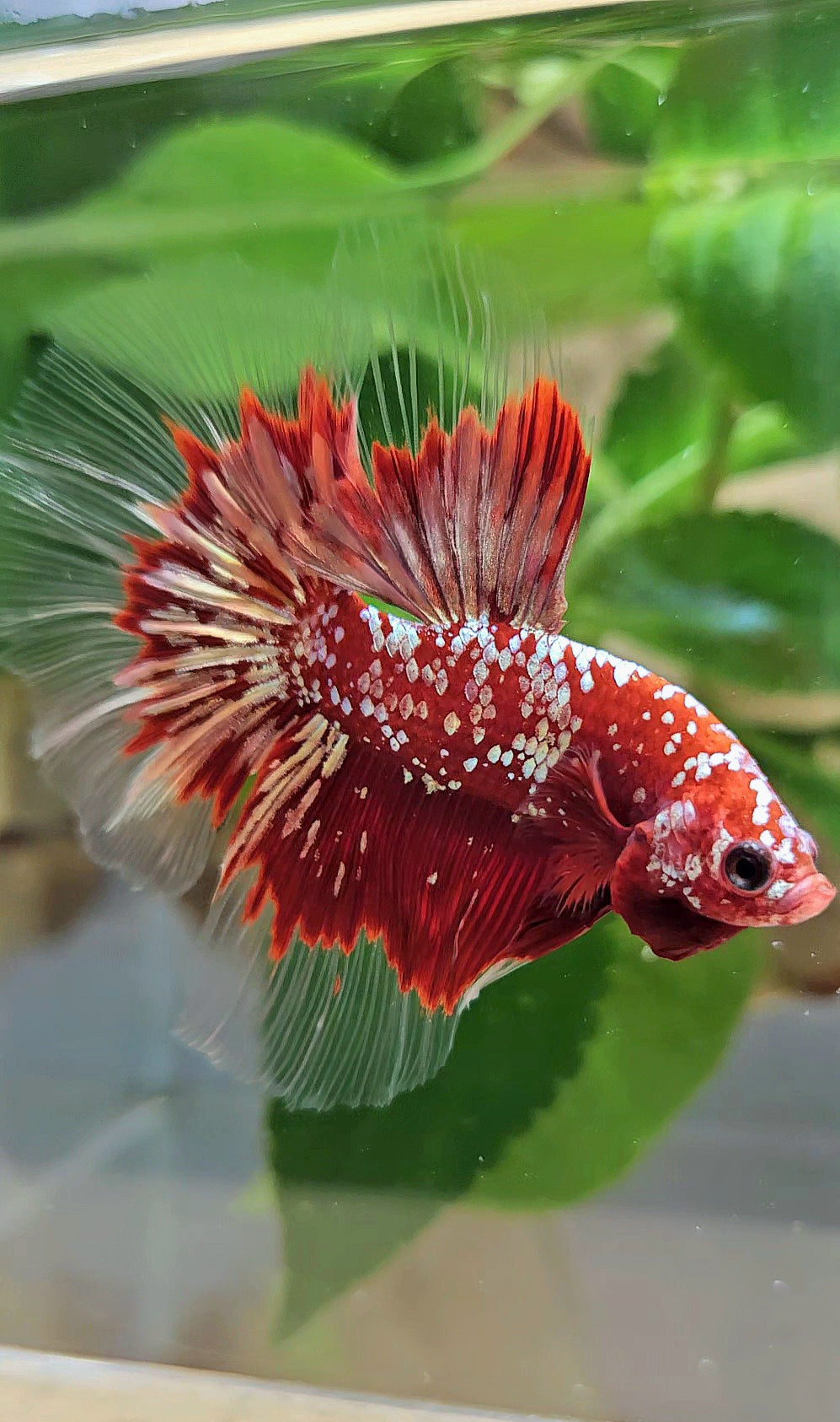 LUXURY HALFMOON RED GOLD GALAXY RGG BETTA FISH