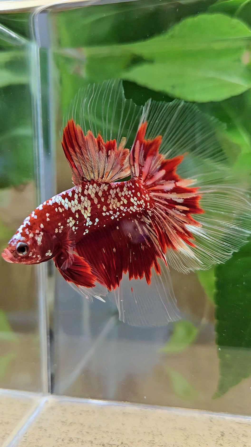 LUXURY HALFMOON RED GOLD GALAXY RGG BETTA FISH