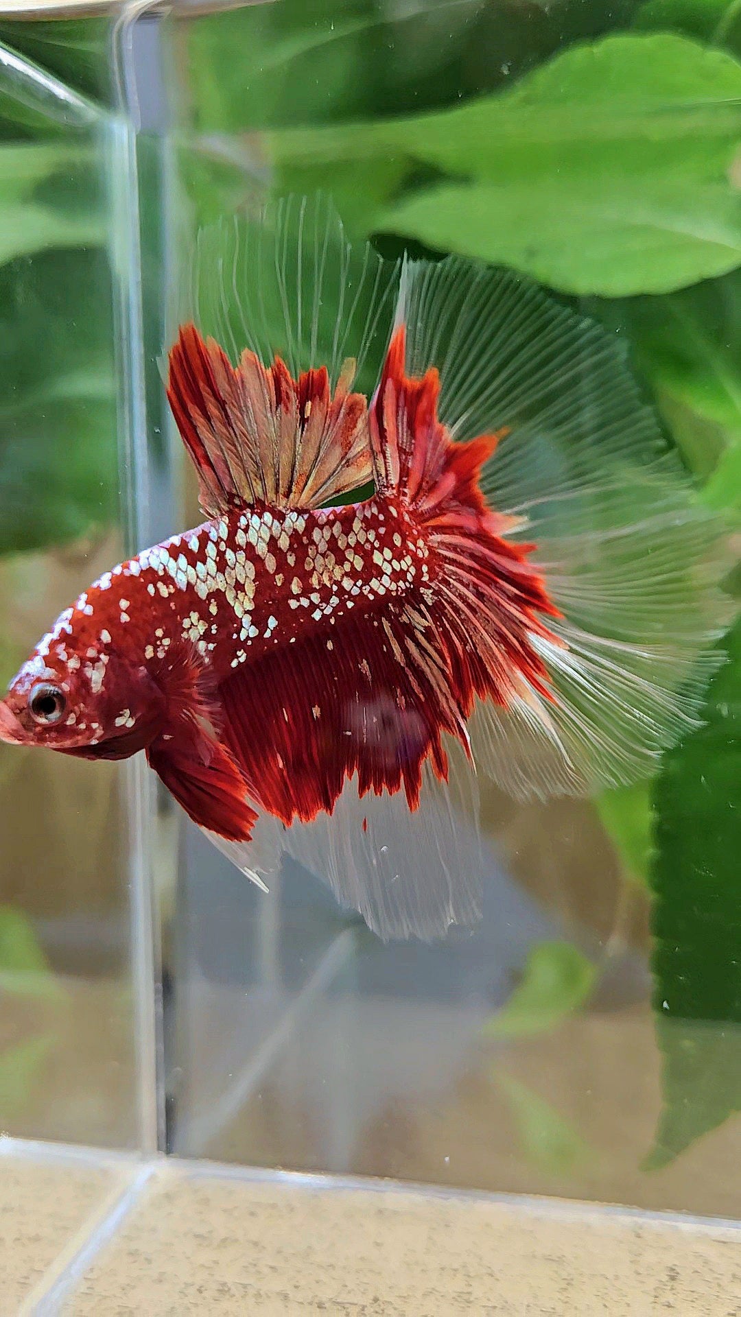 LUXURY HALFMOON RED GOLD GALAXY RGG BETTA FISH