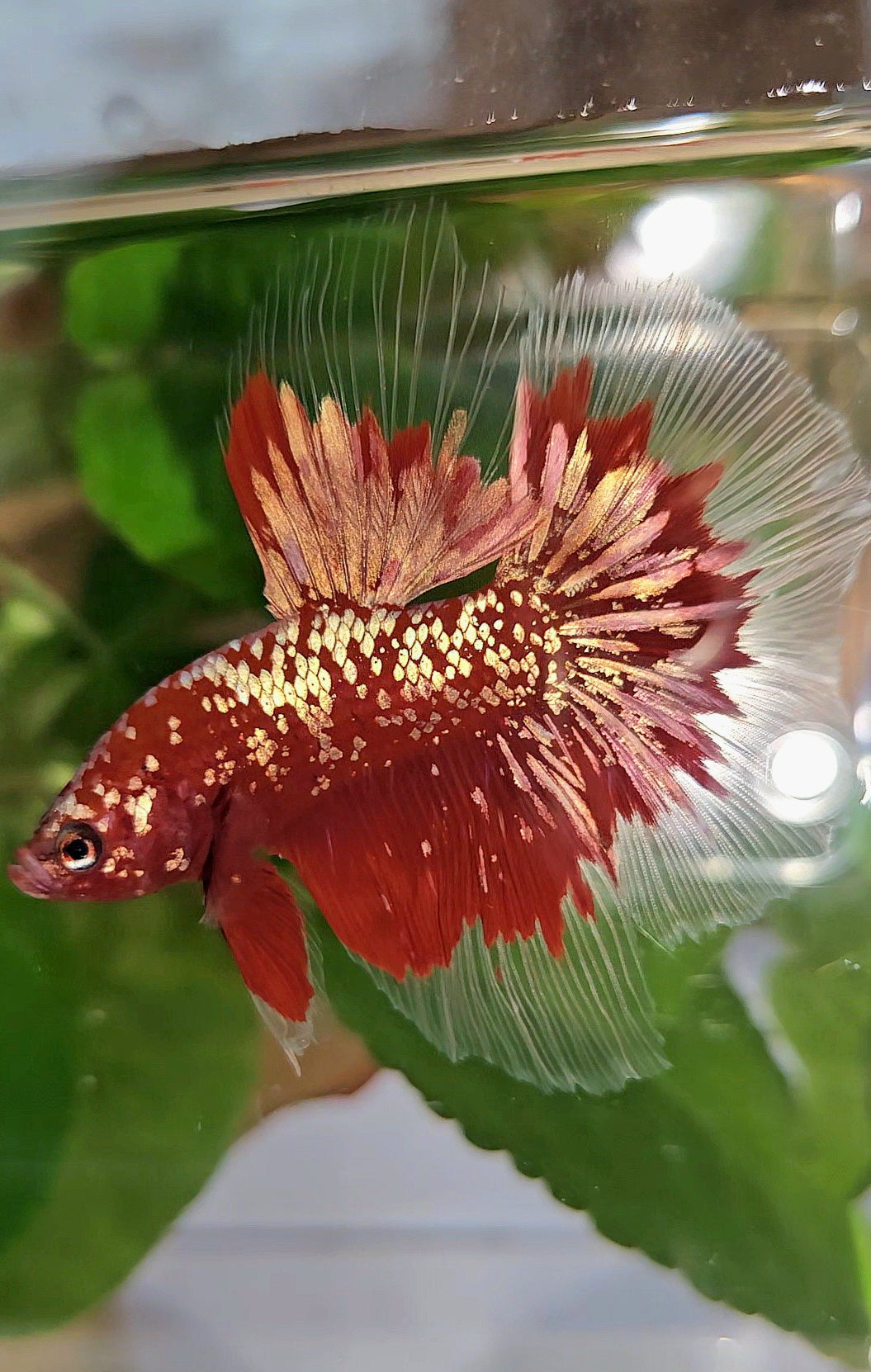 LUXURY HALFMOON RED GOLD GALAXY RGG BETTA FISH