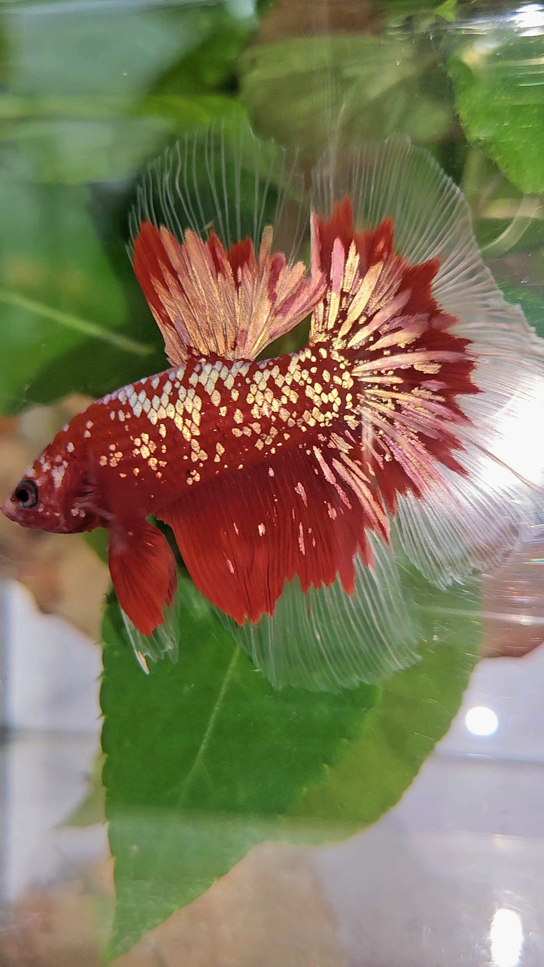 LUXURY HALFMOON RED GOLD GALAXY RGG BETTA FISH