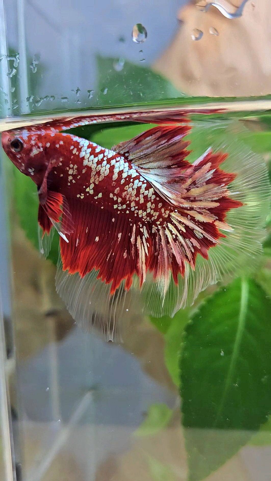 LUXURY HALFMOON RED GOLD GALAXY RGG BETTA FISH