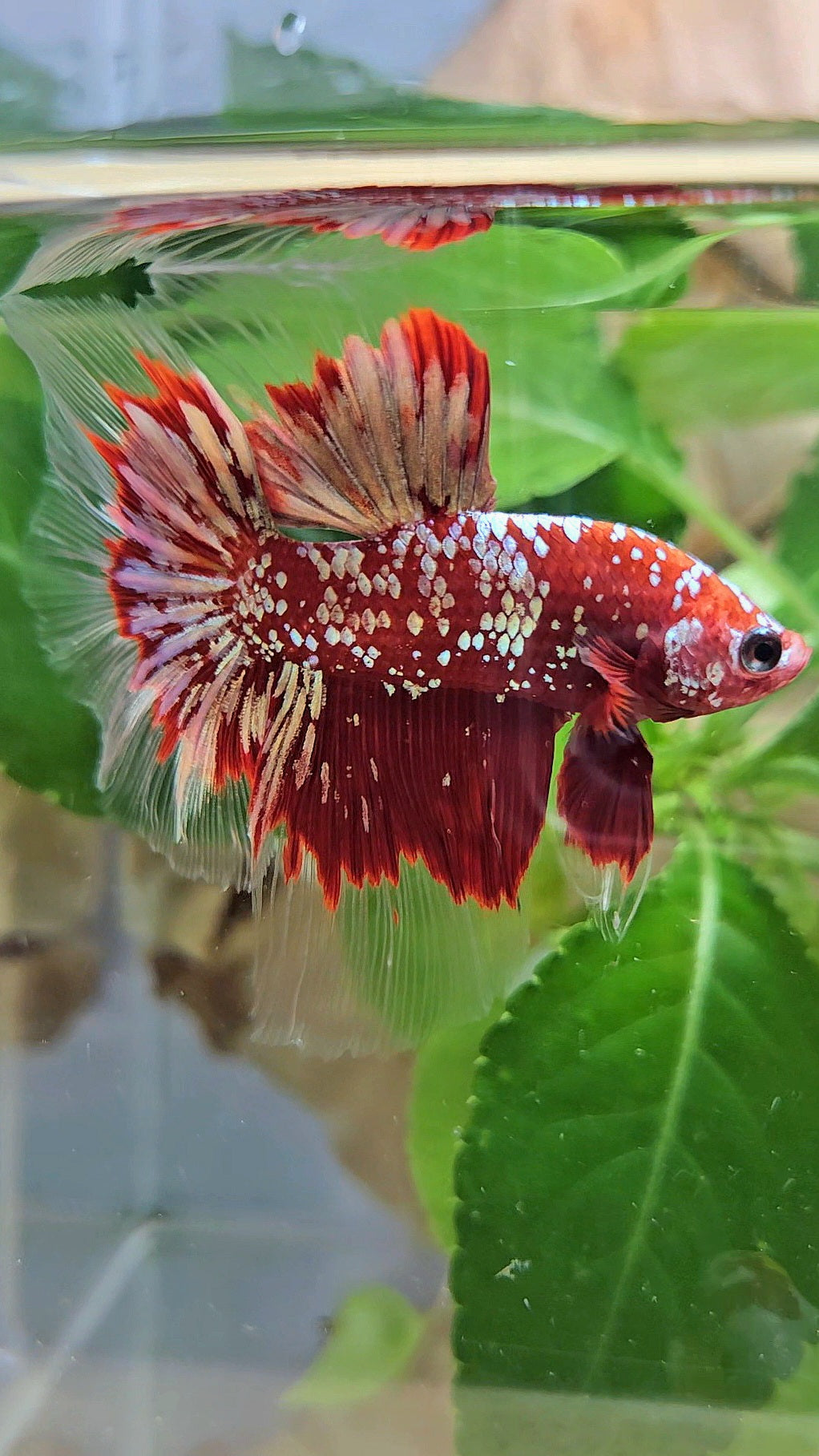 LUXURY HALFMOON RED GOLD GALAXY RGG BETTA FISH
