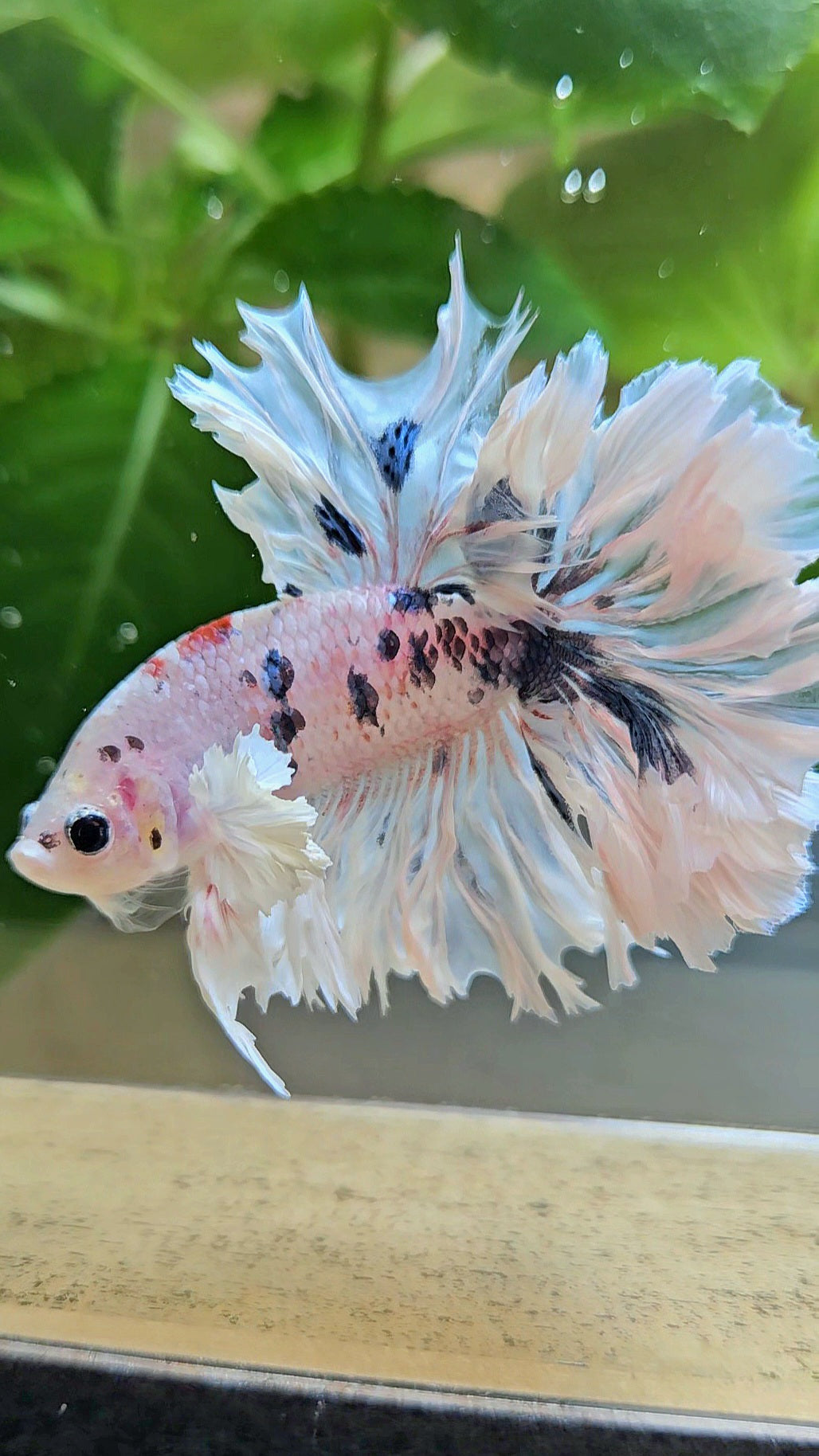 HALFMOON FEATHER TAIL DUMBO EAR WHITE MULTICOLOR BETTA FISH