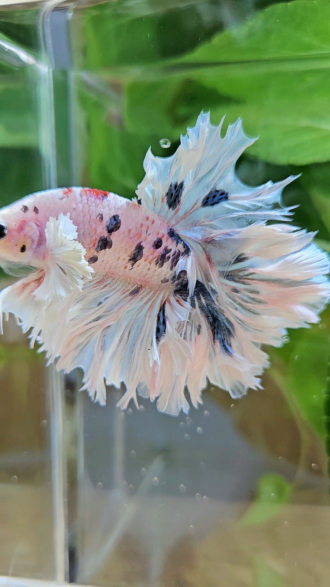 HALFMOON FEATHER TAIL DUMBO EAR WHITE MULTICOLOR BETTA FISH