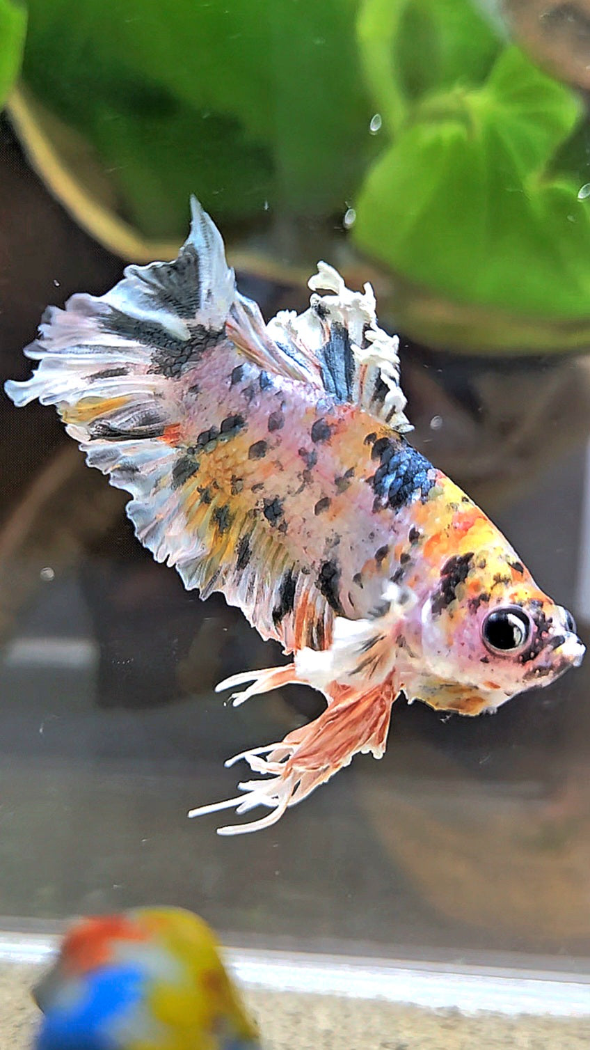 KING BONSAI PLAKAT COPPER LEOPARD MULTICOLOR BETTA FISH