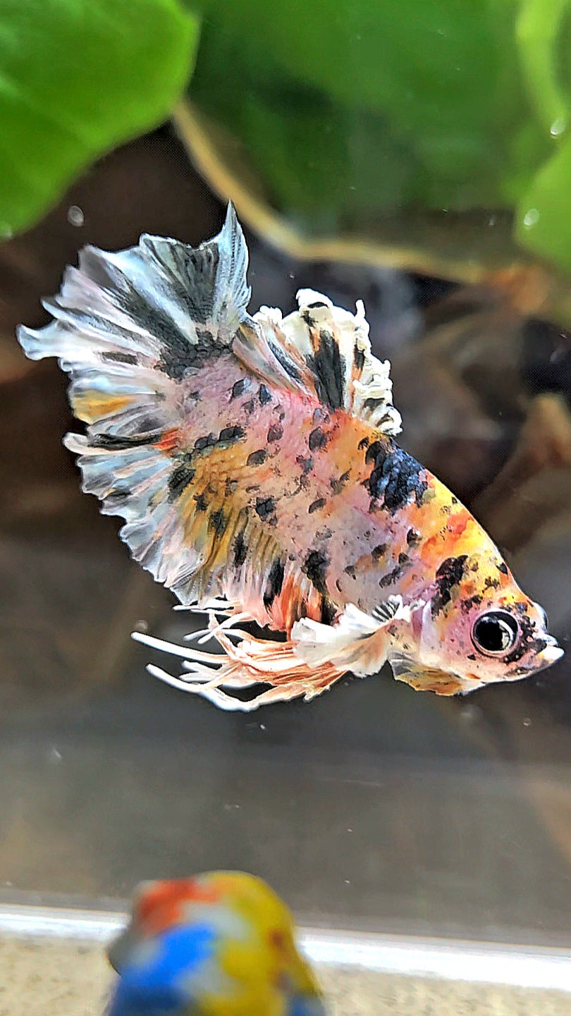 KING BONSAI PLAKAT COPPER LEOPARD MULTICOLOR BETTA FISH