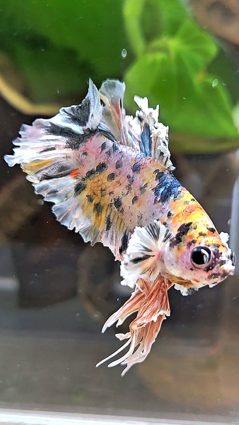 KING BONSAI PLAKAT COPPER LEOPARD MULTICOLOR BETTA FISH