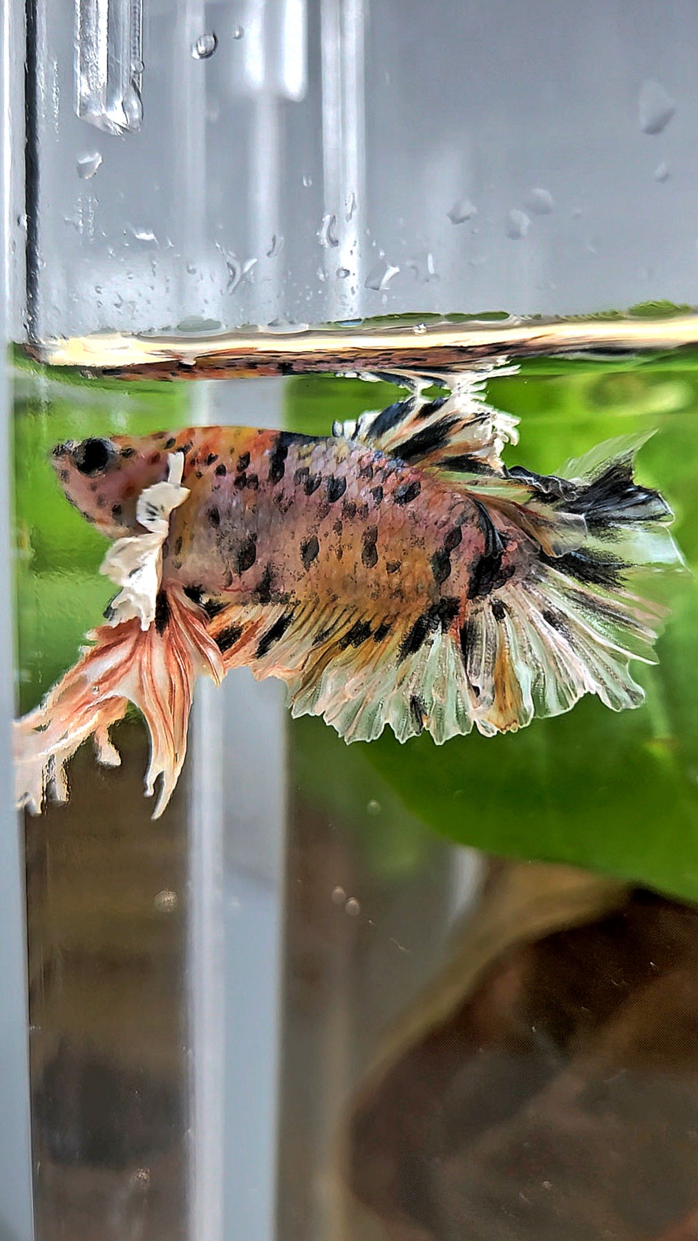 KING BONSAI PLAKAT COPPER LEOPARD MULTICOLOR BETTA FISH