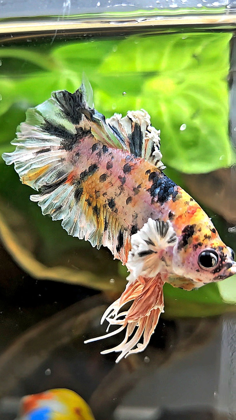 KING BONSAI PLAKAT COPPER LEOPARD MULTICOLOR BETTA FISH
