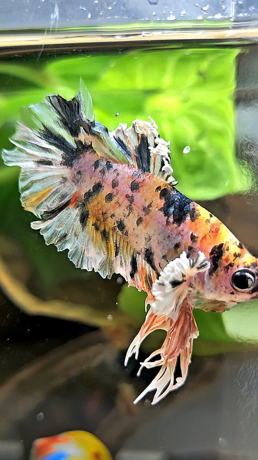 KING BONSAI PLAKAT COPPER LEOPARD MULTICOLOR BETTA FISH