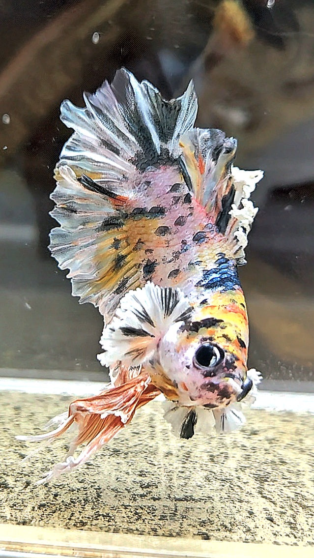 KING BONSAI PLAKAT COPPER LEOPARD MULTICOLOR BETTA FISH