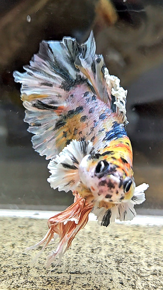 KING BONSAI PLAKAT COPPER LEOPARD MULTICOLOR BETTA FISH