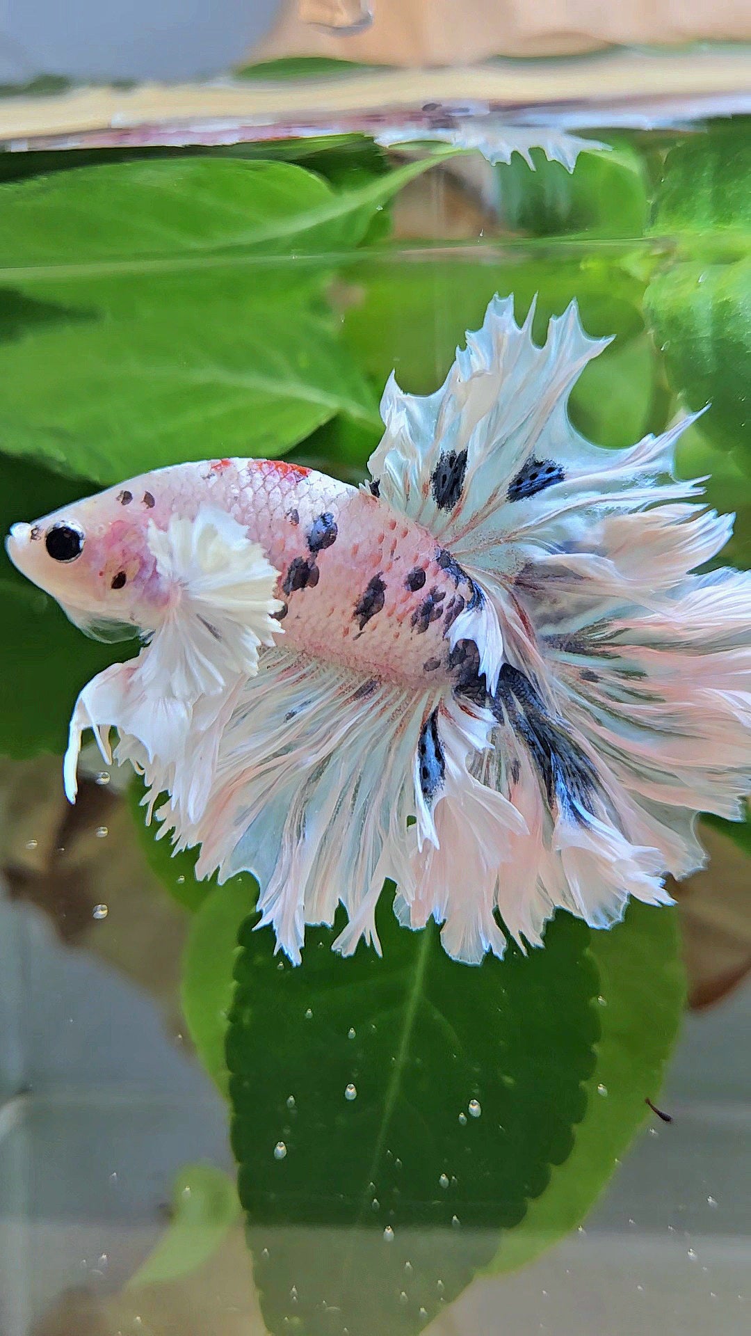 HALFMOON FEATHER TAIL DUMBO EAR WHITE MULTICOLOR BETTA FISH