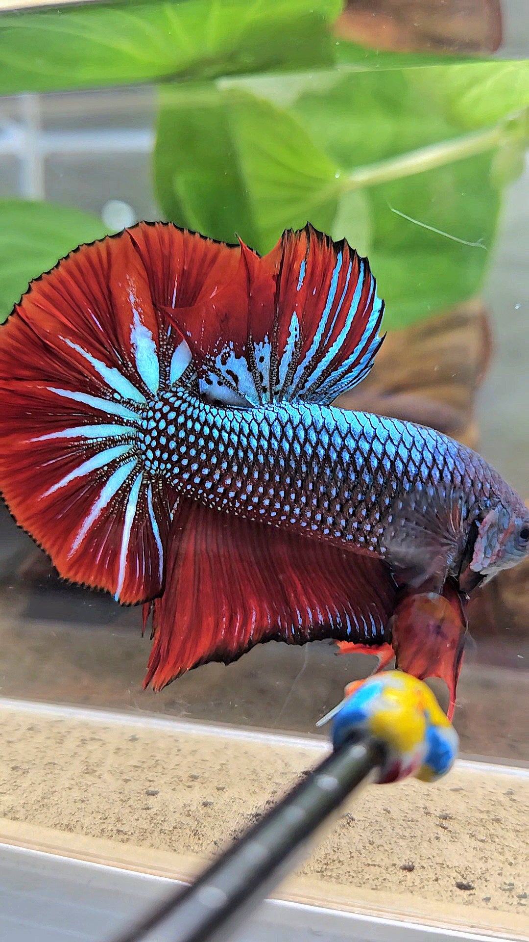 GIANT HMPK BODY ONLY 5CM+ BLUE METALLIC RED VAMPIRE BETTA FISH