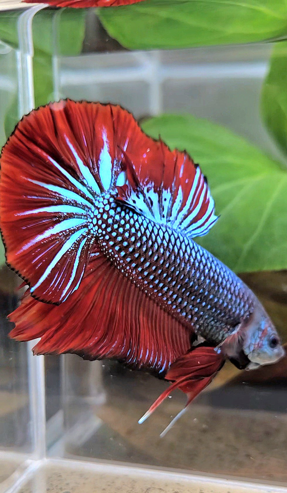 GIANT HMPK BODY ONLY 5CM+ BLUE METALLIC RED VAMPIRE BETTA FISH