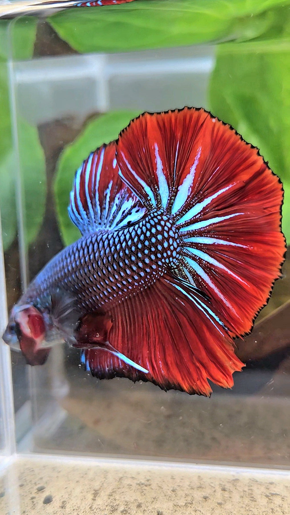 GIANT HMPK BODY ONLY 5CM+ BLUE METALLIC RED VAMPIRE BETTA FISH