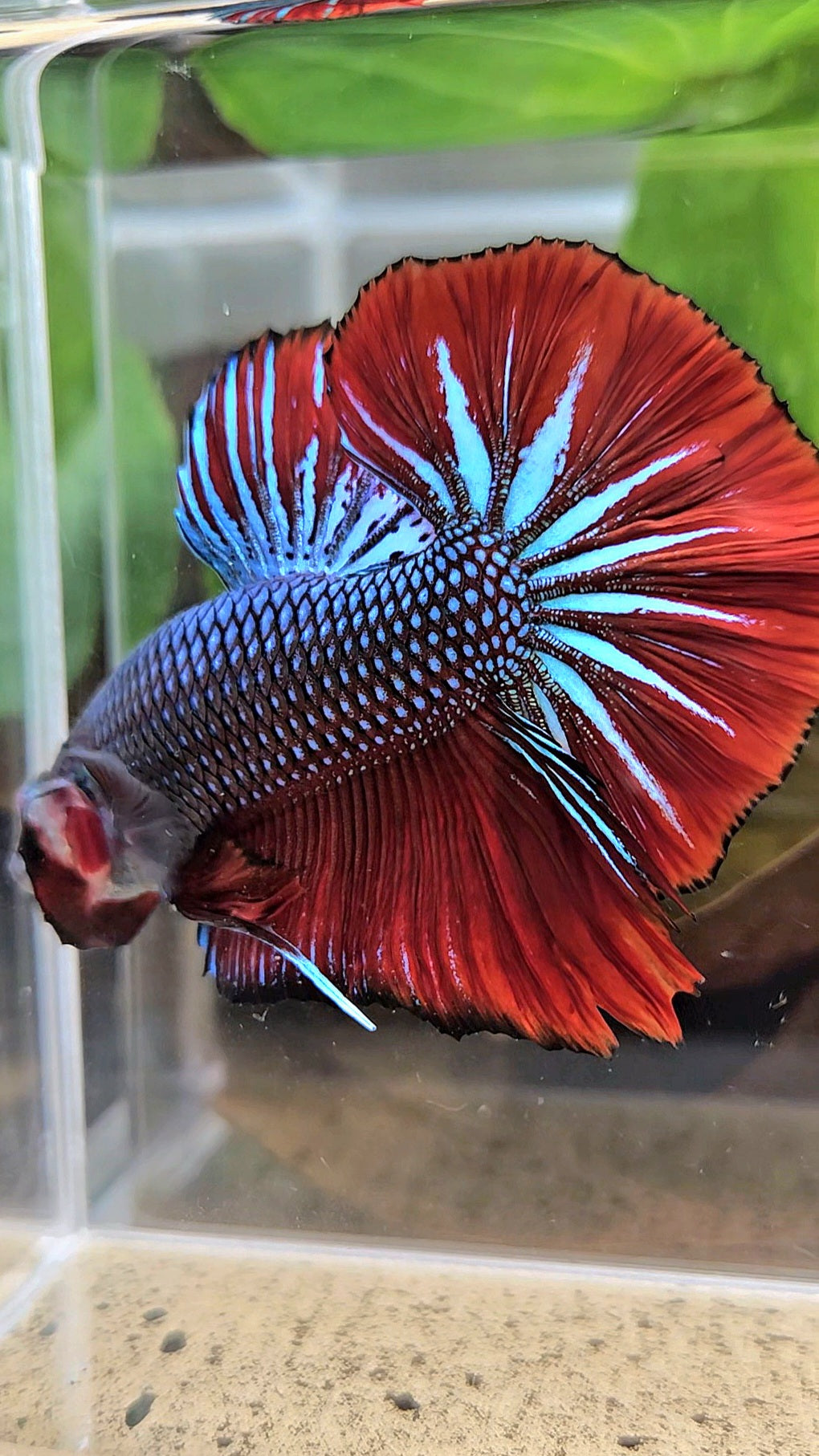 GIANT HMPK BODY ONLY 5CM+ BLUE METALLIC RED VAMPIRE BETTA FISH