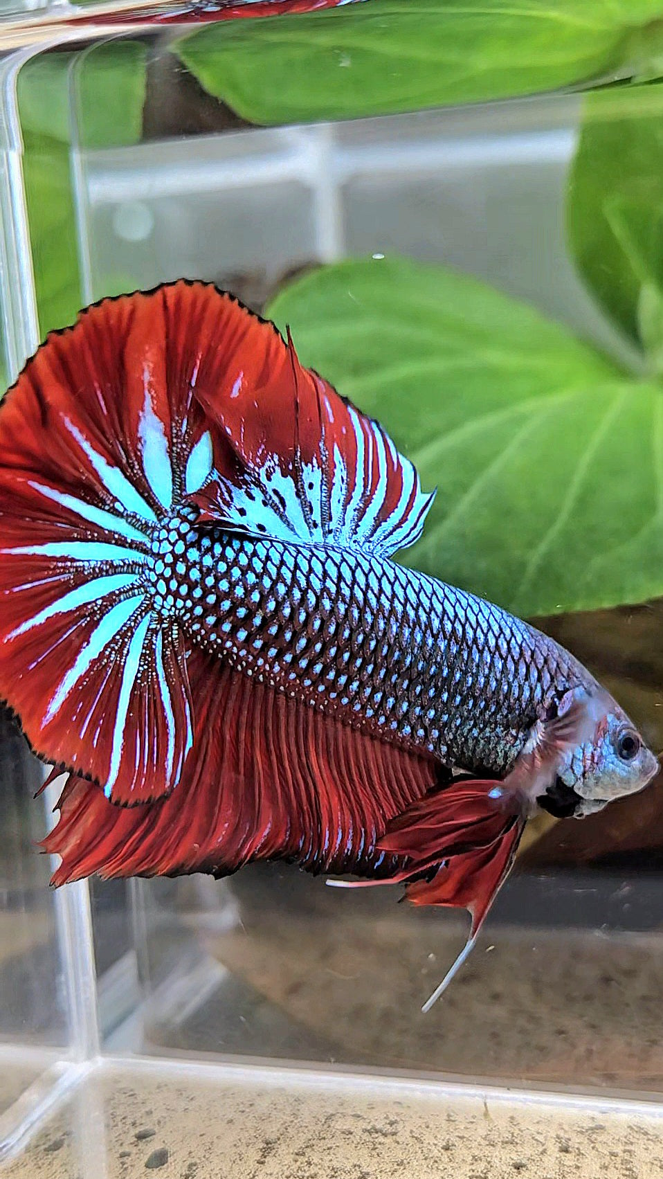 GIANT HMPK BODY ONLY 5CM+ BLUE METALLIC RED VAMPIRE BETTA FISH
