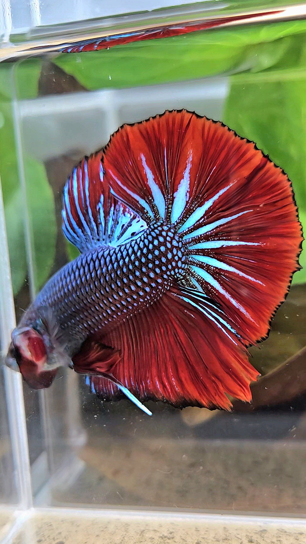 GIANT HMPK BODY ONLY 5CM+ BLUE METALLIC RED VAMPIRE BETTA FISH