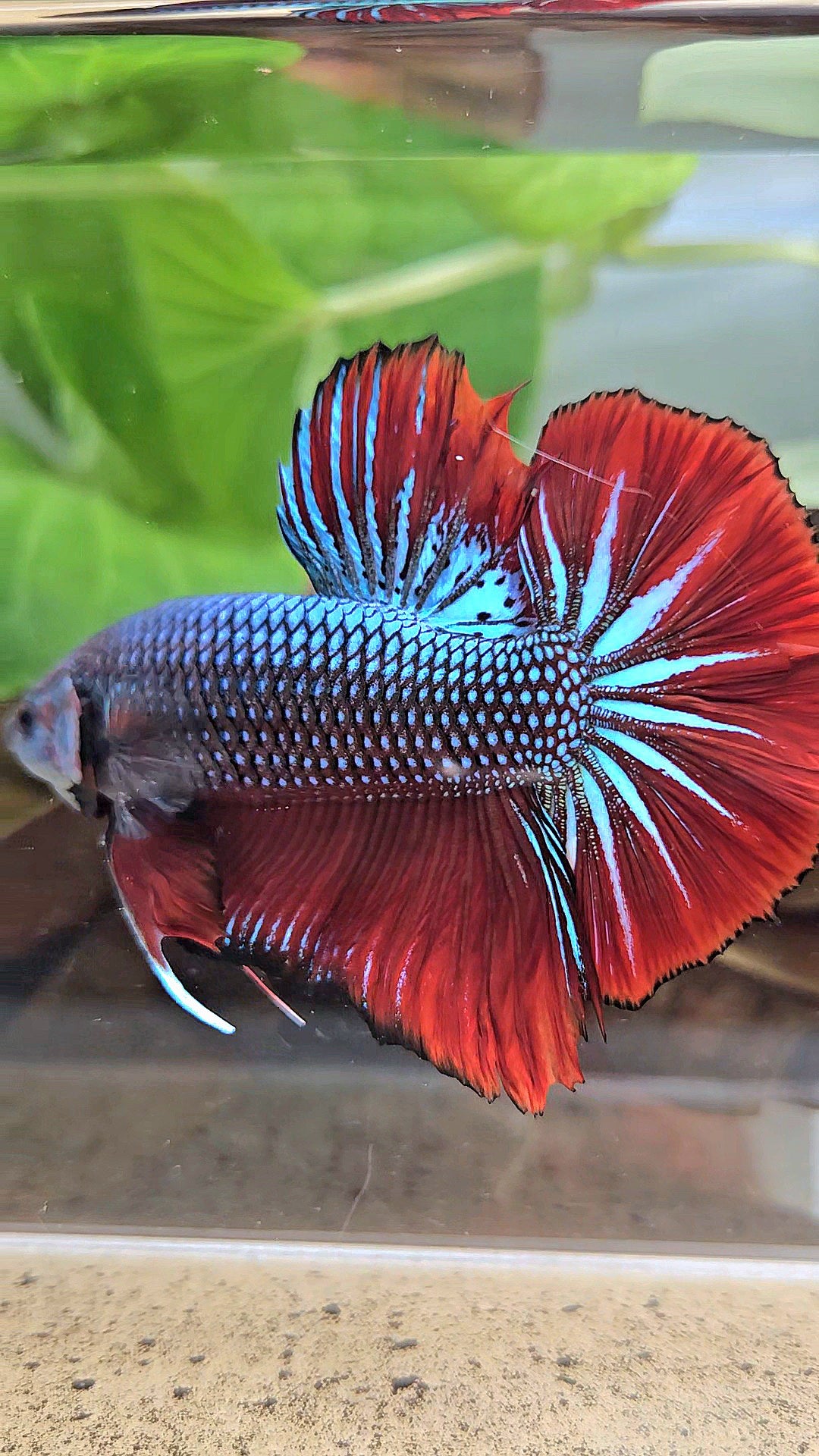 GIANT HMPK BODY ONLY 5CM+ BLUE METALLIC RED VAMPIRE BETTA FISH