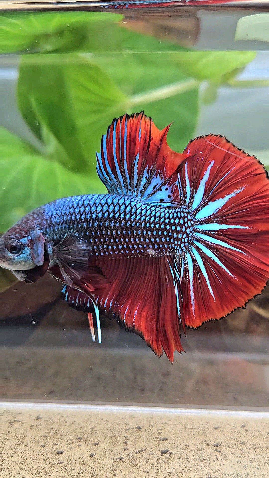 GIANT HMPK BODY ONLY 5CM+ BLUE METALLIC RED VAMPIRE BETTA FISH