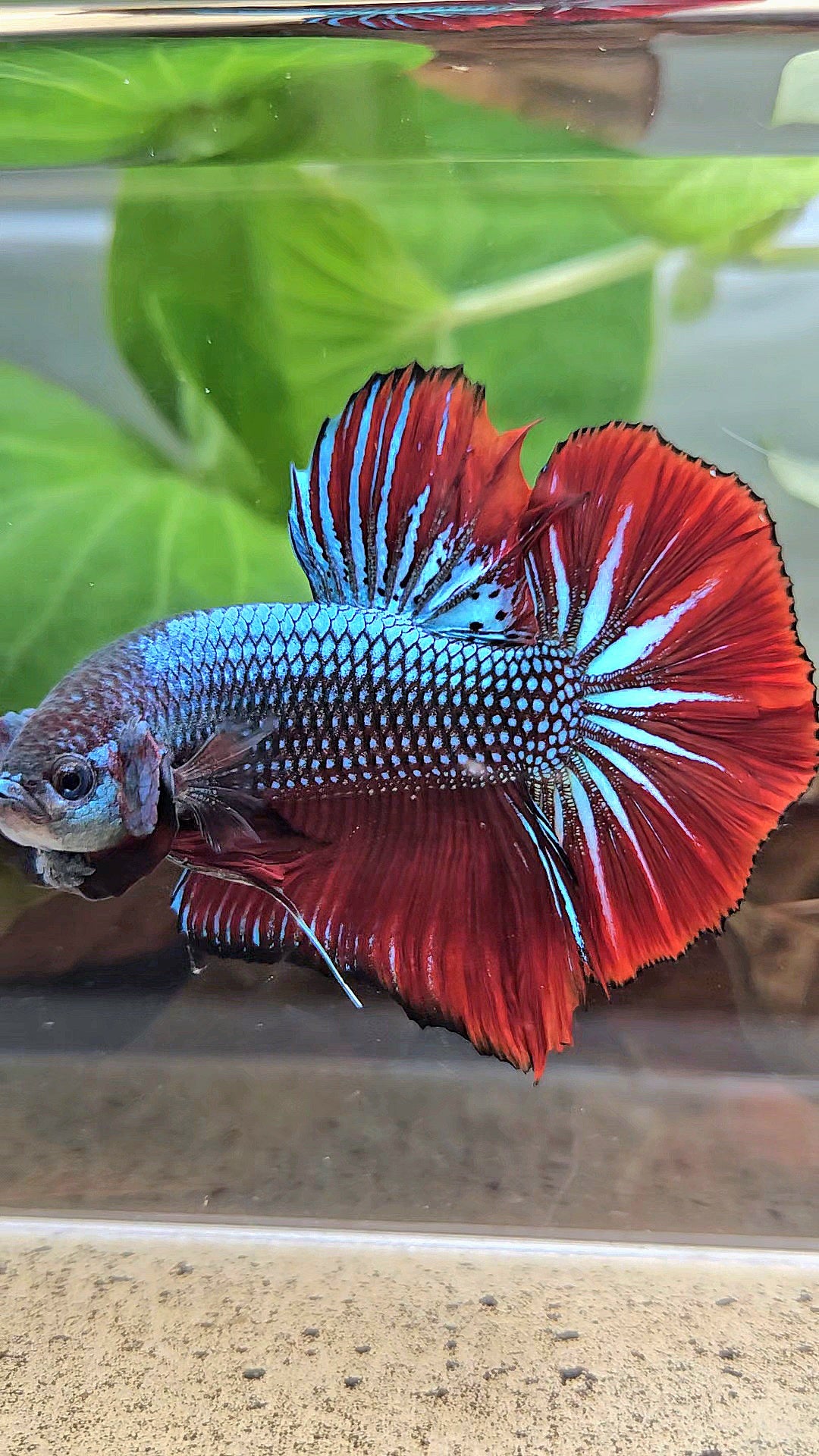 GIANT HMPK BODY ONLY 5CM+ BLUE METALLIC RED VAMPIRE BETTA FISH