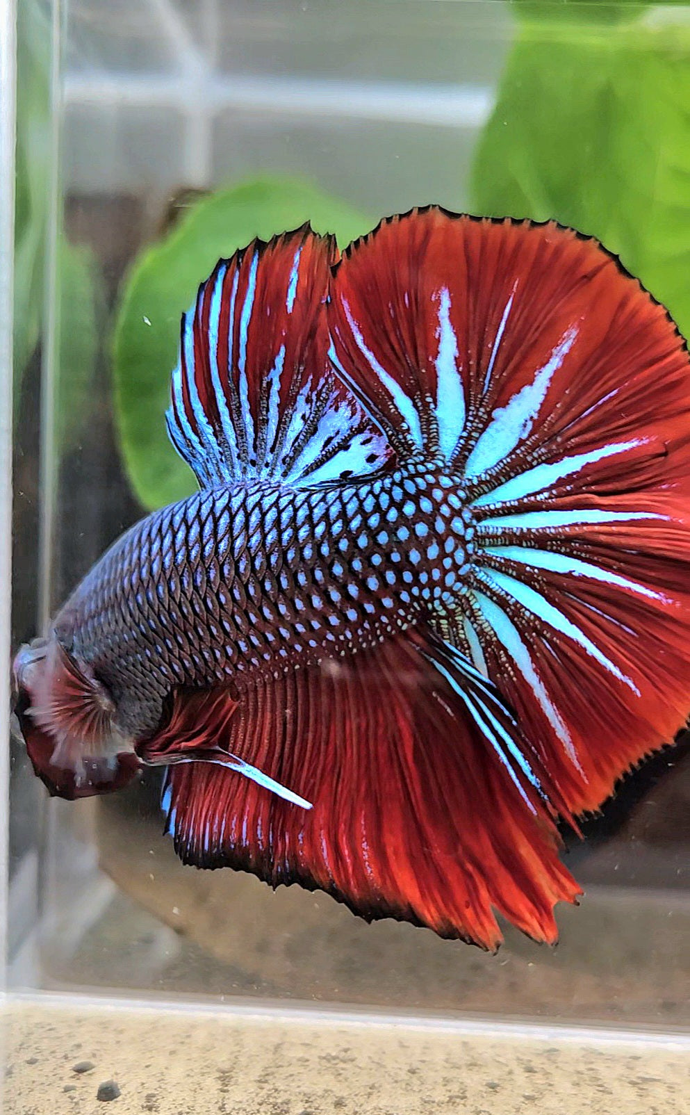 GIANT HMPK BODY ONLY 5CM+ BLUE METALLIC RED VAMPIRE BETTA FISH