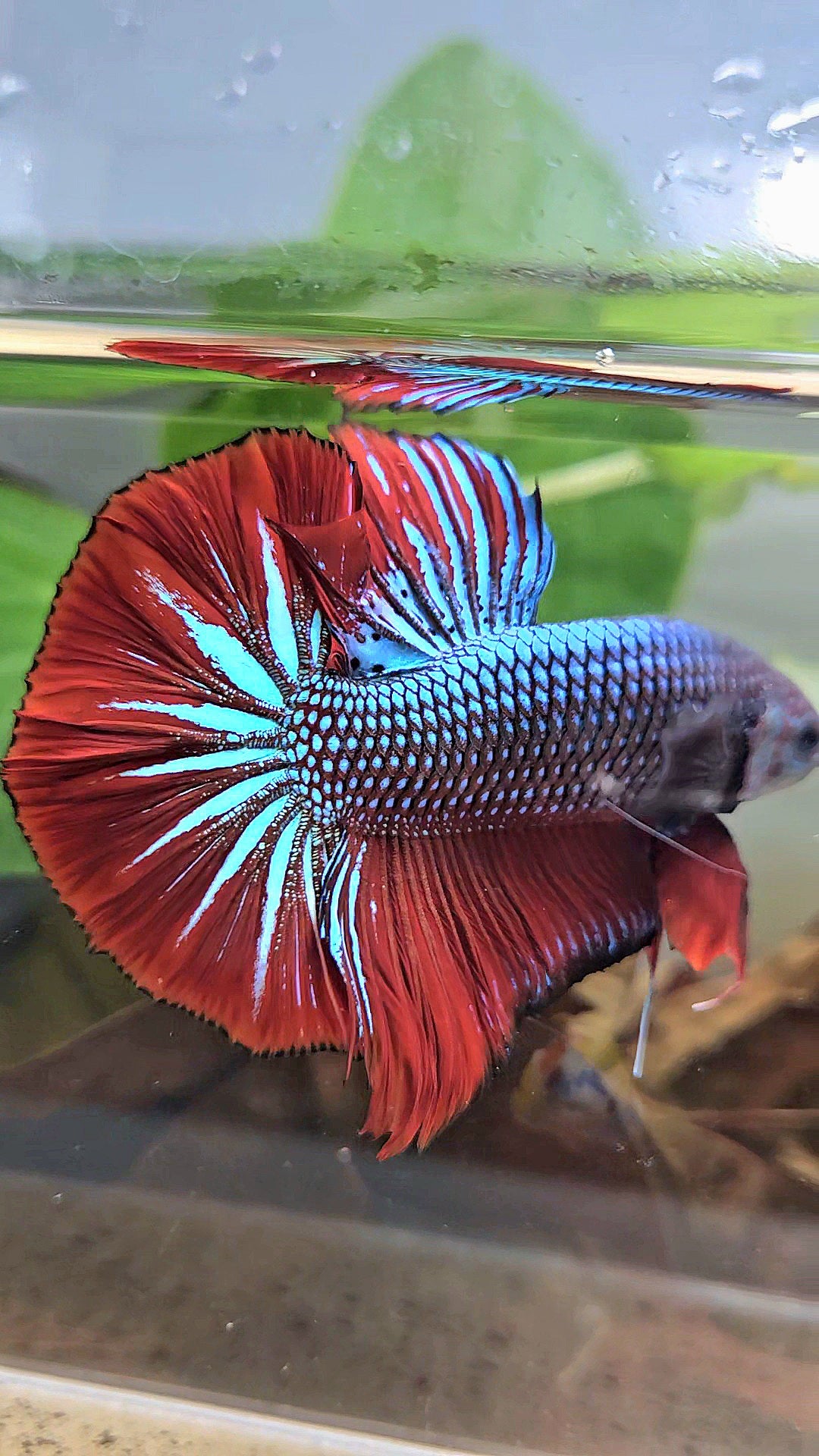 GIANT HMPK BODY ONLY 5CM+ BLUE METALLIC RED VAMPIRE BETTA FISH
