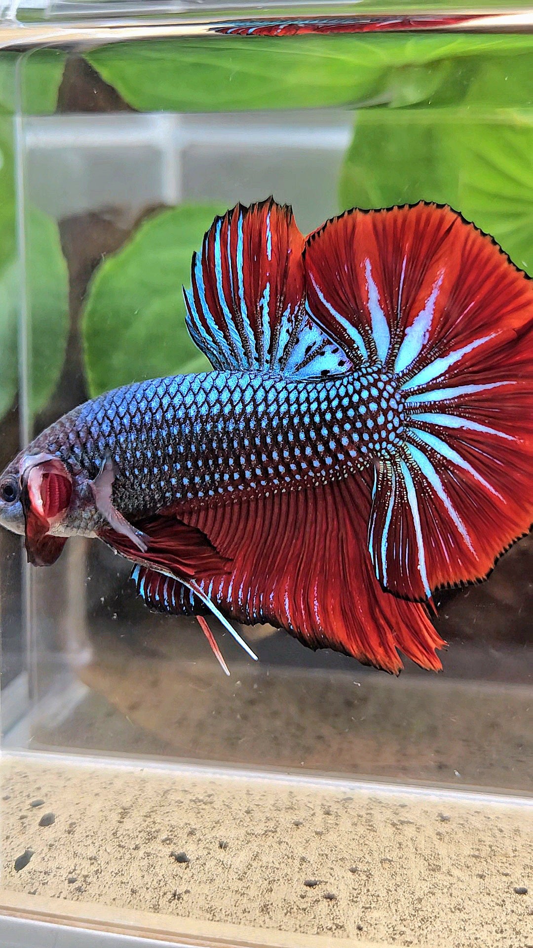 GIANT HMPK BODY ONLY 5CM+ BLUE METALLIC RED VAMPIRE BETTA FISH