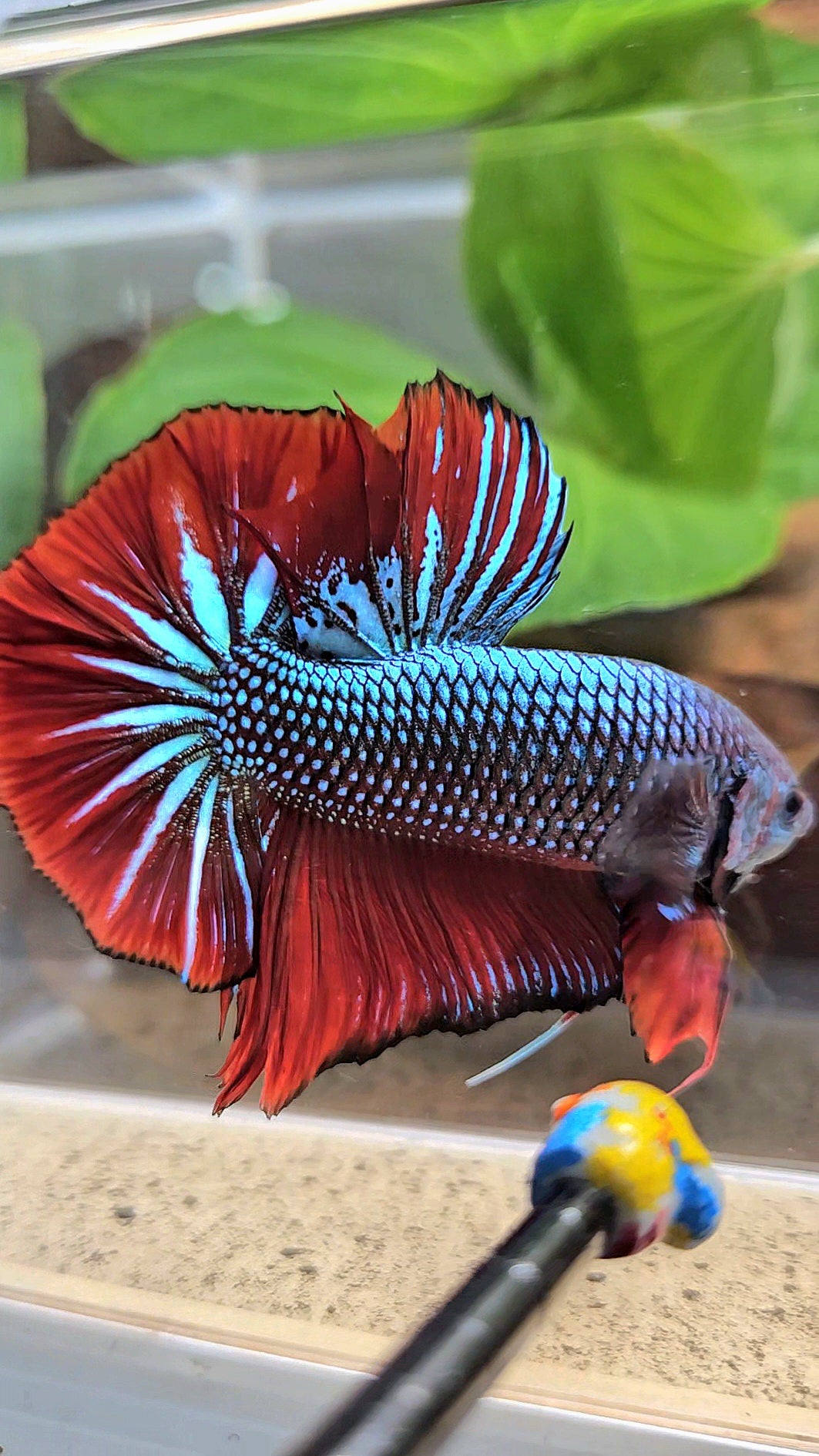 GIANT HMPK BODY ONLY 5CM+ BLUE METALLIC RED VAMPIRE BETTA FISH
