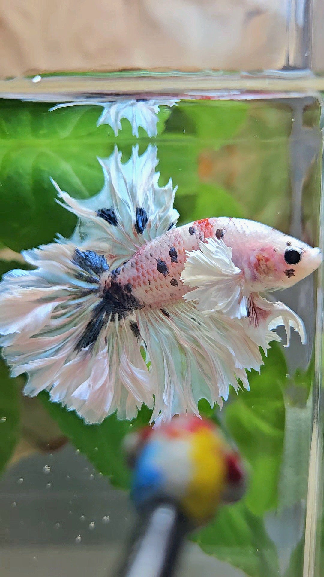 HALFMOON FEATHER TAIL DUMBO EAR WHITE MULTICOLOR BETTA FISH
