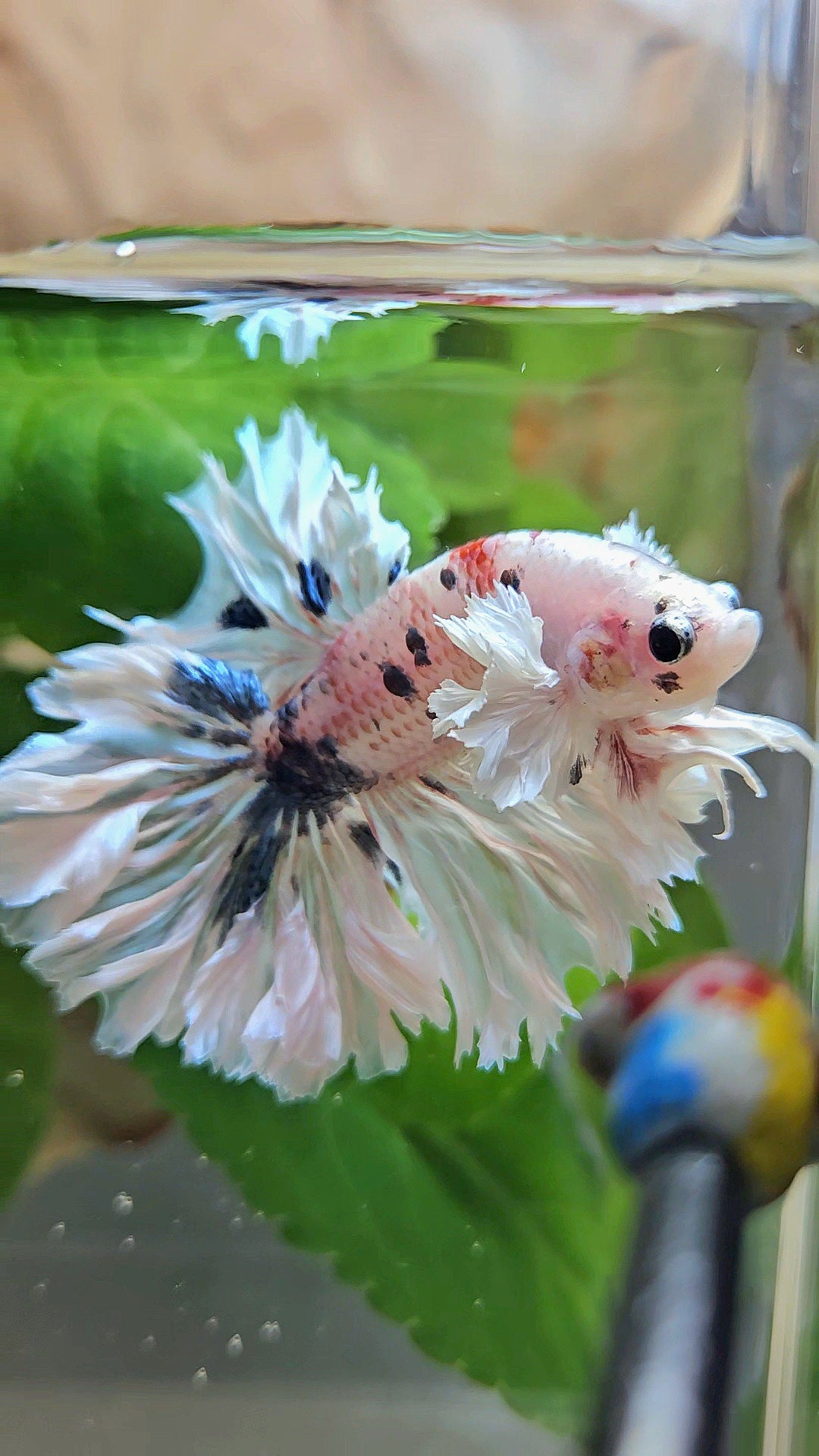 HALFMOON FEATHER TAIL DUMBO EAR WHITE MULTICOLOR BETTA FISH