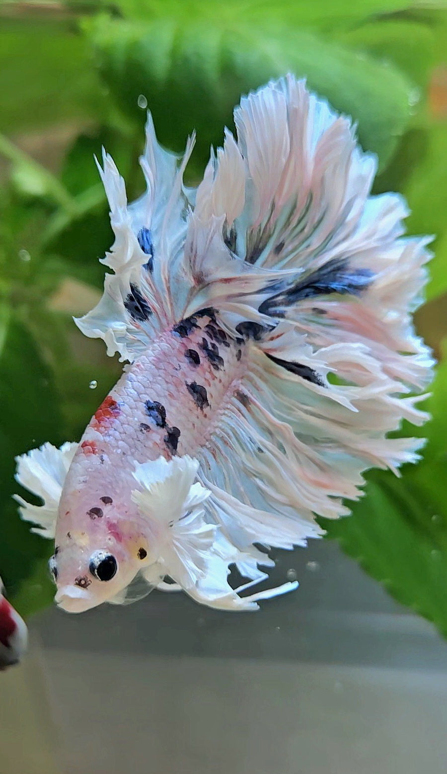 HALFMOON FEATHER TAIL DUMBO EAR WHITE MULTICOLOR BETTA FISH