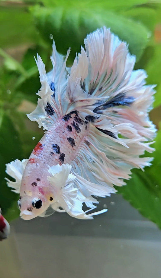 HALFMOON FEATHER TAIL DUMBO EAR WHITE MULTICOLOR BETTA FISH