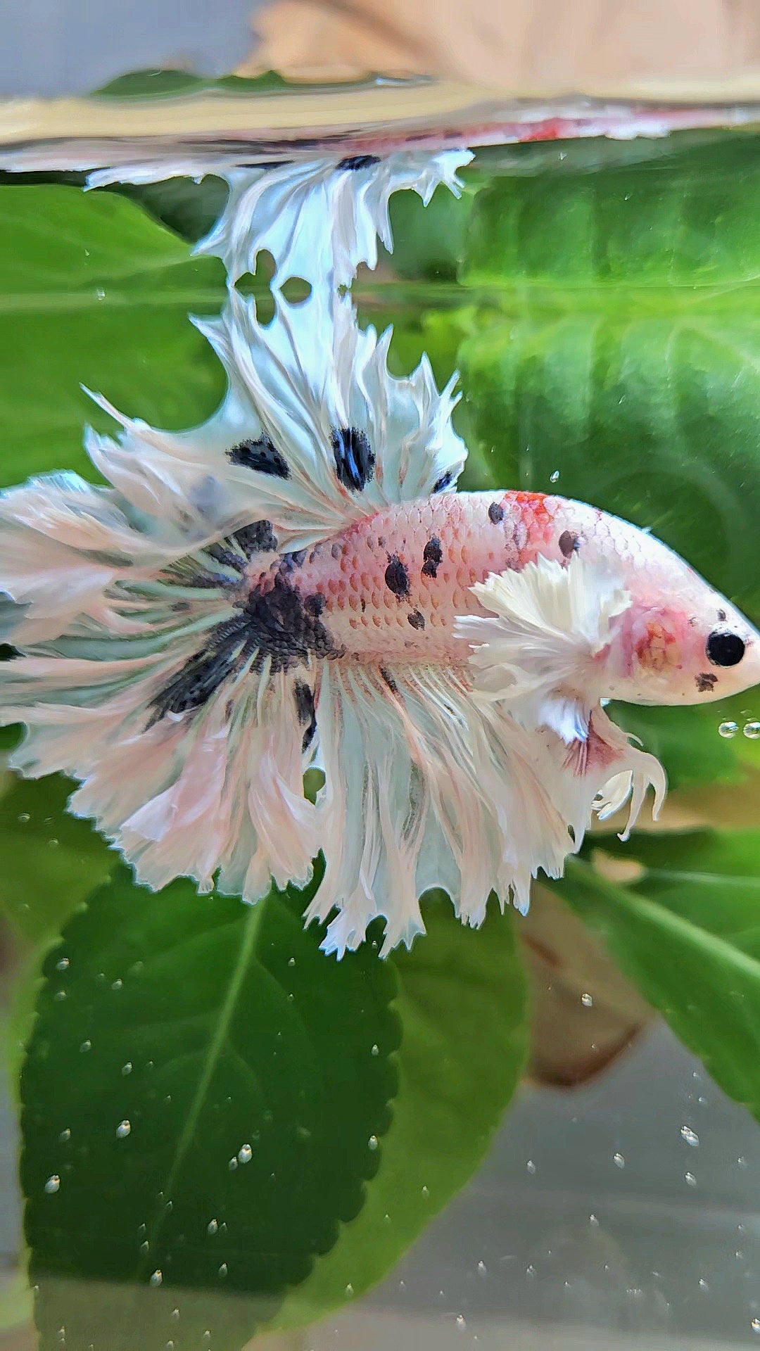 HALFMOON FEATHER TAIL DUMBO EAR WHITE MULTICOLOR BETTA FISH