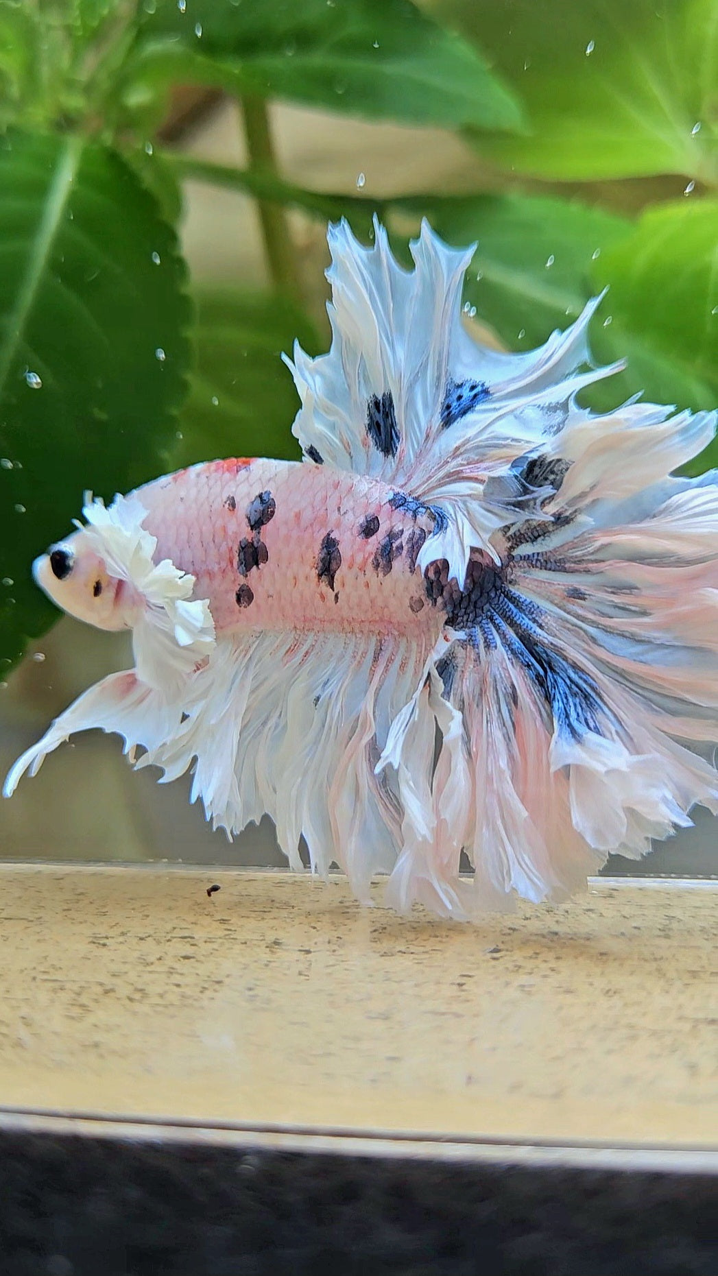 HALFMOON FEATHER TAIL DUMBO EAR WHITE MULTICOLOR BETTA FISH